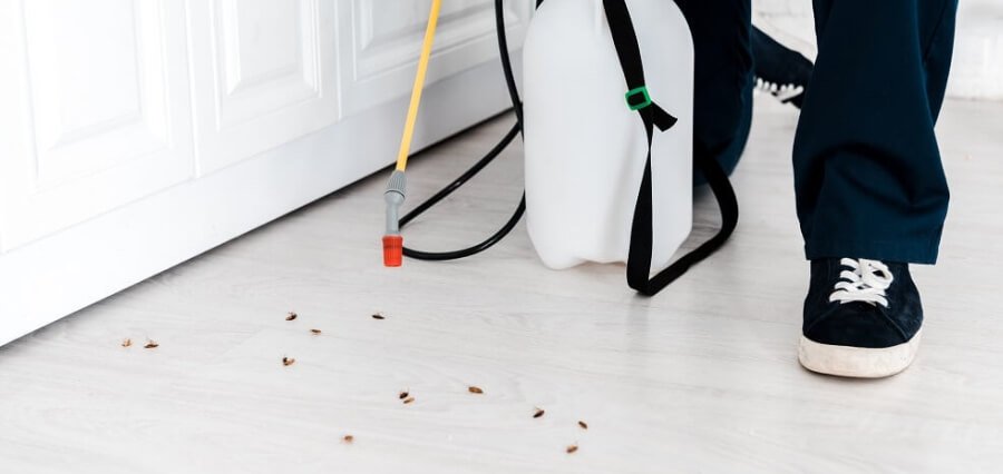 Choosing a Professional Pest Control Company for Getting Rid of Termites