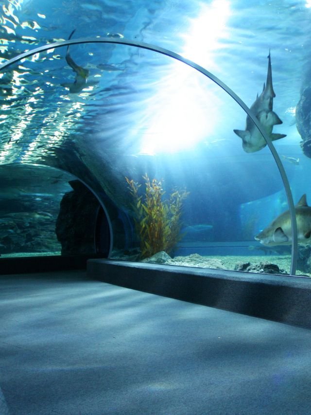 Read more about the article Dive into the World’s Most Spectacular Aquariums